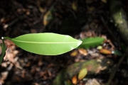 <strong>Sapotaceae - Labourdonnaisia calophylloides - Bojer</strong><br />© Sarrailh Jean-Michel / CIRAD