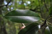 <strong>Sapotaceae - Labourdonnaisia calophylloides - Bojer</strong><br />© Sarrailh Jean-Michel / CIRAD