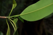 <strong>Sapotaceae - Labourdonnaisia calophylloides - Bojer</strong><br />© Sarrailh Jean-Michel / CIRAD