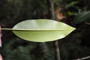 <strong>Sapotaceae - Labourdonnaisia calophylloides - Bojer</strong><br />© Sarrailh Jean-Michel / CIRAD