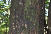<strong>Sapotaceae - Labourdonnaisia calophylloides - Bojer</strong><br />© Sarrailh Jean-Michel / CIRAD