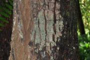 <strong>Sapotaceae - Labourdonnaisia calophylloides - Bojer</strong><br />© Sarrailh Jean-Michel / CIRAD