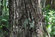 <strong>Sapotaceae - Labourdonnaisia calophylloides - Bojer</strong><br />© Sarrailh Jean-Michel / CIRAD
