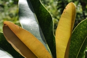 <strong>Sapotaceae - Labourdonnaisia calophylloides - Bojer</strong><br />© Sarrailh Jean-Michel / CIRAD