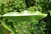 <strong>Sapotaceae - Labourdonnaisia calophylloides - Bojer</strong><br />© Sarrailh Jean-Michel / CIRAD