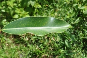 <strong>Sapotaceae - Labourdonnaisia calophylloides - Bojer</strong><br />© Sarrailh Jean-Michel / CIRAD