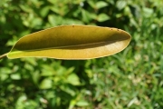 <strong>Sapotaceae - Labourdonnaisia calophylloides - Bojer</strong><br />© Sarrailh Jean-Michel / CIRAD