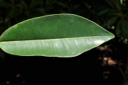 <strong>Sapotaceae - Labourdonnaisia calophylloides - Bojer</strong><br />© Sarrailh Jean-Michel / CIRAD