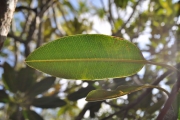 <strong>Sapotaceae - Labourdonnaisia calophylloides - Bojer</strong><br />© Sarrailh Jean-Michel / CIRAD