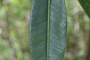 <strong>Sapotaceae - Labourdonnaisia calophylloides - Bojer</strong><br />© Sarrailh Jean-Michel / CIRAD