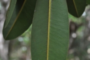 <strong>Sapotaceae - Labourdonnaisia calophylloides - Bojer</strong><br />© Sarrailh Jean-Michel / CIRAD