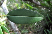 <strong>Sapotaceae - Labourdonnaisia calophylloides - Bojer</strong><br />© Sarrailh Jean-Michel / CIRAD