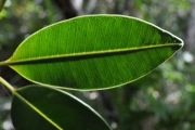 <strong>Sapotaceae - Labourdonnaisia calophylloides - Bojer</strong><br />© Sarrailh Jean-Michel / CIRAD