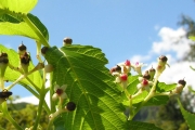 <strong>Vitaceae - Leea guineensis - G.Don</strong><br />© Sarrailh Jean-Michel / CIRAD