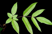<strong>Vitaceae - Leea guineensis - G.Don</strong><br />© Sarrailh Jean-Michel / CIRAD