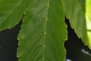 <strong>Vitaceae - Leea guineensis - G.Don</strong><br />© Sarrailh Jean-Michel / CIRAD