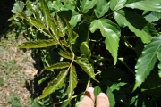 <strong>Vitaceae - Leea guineensis - G.Don</strong><br />© Sarrailh Jean-Michel / CIRAD