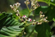 <strong>Vitaceae - Leea guineensis - G.Don</strong><br />© Sarrailh Jean-Michel / CIRAD