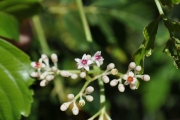 <strong>Vitaceae - Leea guineensis - G.Don</strong><br />© Sarrailh Jean-Michel / CIRAD