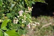 <strong>Vitaceae - Leea guineensis - G.Don</strong><br />© Sarrailh Jean-Michel / CIRAD