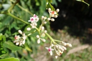 <strong>Vitaceae - Leea guineensis - G.Don</strong><br />© Sarrailh Jean-Michel / CIRAD