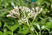 <strong>Vitaceae - Leea guineensis - G.Don</strong><br />© Sarrailh Jean-Michel / CIRAD