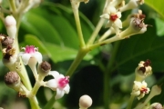 <strong>Vitaceae - Leea guineensis - G.Don</strong><br />© Sarrailh Jean-Michel / CIRAD