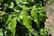 <strong>Vitaceae - Leea guineensis - G.Don</strong><br />© Sarrailh Jean-Michel / CIRAD