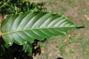<strong>Vitaceae - Leea guineensis - G.Don</strong><br />© Sarrailh Jean-Michel / CIRAD