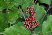 <strong>Vitaceae - Leea guineensis - G.Don</strong><br />© Sarrailh Jean-Michel / CIRAD