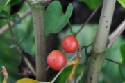 <strong>Vitaceae - Leea guineensis - G.Don</strong><br />© Sarrailh Jean-Michel / CIRAD