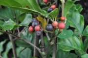<strong>Vitaceae - Leea guineensis - G.Don</strong><br />© Sarrailh Jean-Michel / CIRAD