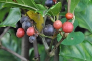 <strong>Vitaceae - Leea guineensis - G.Don</strong><br />© Sarrailh Jean-Michel / CIRAD