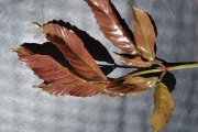 <strong>Vitaceae - Leea guineensis - G.Don</strong><br />© Sarrailh Jean-Michel / CIRAD