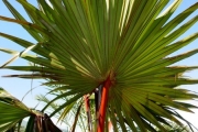 <strong>Arecaceae - Latania lontaroides - (Gaertn.) H.E.Moore</strong><br />© Sarrailh Jean-Michel / CIRAD