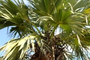 <strong>Arecaceae - Latania lontaroides - (Gaertn.) H.E.Moore</strong><br />© Sarrailh Jean-Michel / CIRAD
