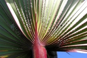 <strong>Arecaceae - Latania lontaroides - (Gaertn.) H.E.Moore</strong><br />© Sarrailh Jean-Michel / CIRAD