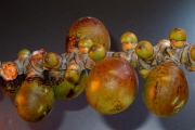 <strong>Arecaceae - Latania lontaroides - (Gaertn.) H.E.Moore</strong><br />© Sarrailh Jean-Michel / CIRAD