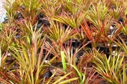 <strong>Arecaceae - Latania lontaroides - (Gaertn.) H.E.Moore</strong><br />© Sarrailh Jean-Michel / CIRAD