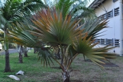 <strong>Arecaceae - Latania lontaroides - (Gaertn.) H.E.Moore</strong><br />© Sarrailh Jean-Michel / CIRAD