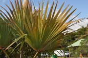 <strong>Arecaceae - Latania lontaroides - (Gaertn.) H.E.Moore</strong><br />© Sarrailh Jean-Michel / CIRAD