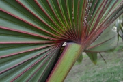 <strong>Arecaceae - Latania lontaroides - (Gaertn.) H.E.Moore</strong><br />© Sarrailh Jean-Michel / CIRAD