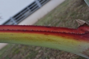 <strong>Arecaceae - Latania lontaroides - (Gaertn.) H.E.Moore</strong><br />© Sarrailh Jean-Michel / CIRAD