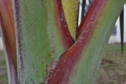 <strong>Arecaceae - Latania lontaroides - (Gaertn.) H.E.Moore</strong><br />© Sarrailh Jean-Michel / CIRAD