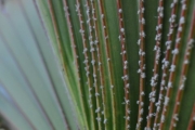 <strong>Arecaceae - Latania lontaroides - (Gaertn.) H.E.Moore</strong><br />© Sarrailh Jean-Michel / CIRAD