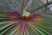 <strong>Arecaceae - Latania lontaroides - (Gaertn.) H.E.Moore</strong><br />© Sarrailh Jean-Michel / CIRAD