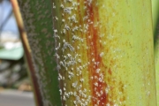 <strong>Arecaceae - Latania lontaroides - (Gaertn.) H.E.Moore</strong><br />© Sarrailh Jean-Michel / CIRAD
