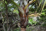<strong>Arecaceae - Latania lontaroides - (Gaertn.) H.E.Moore</strong><br />© Sarrailh Jean-Michel / CIRAD