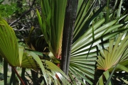 <strong>Arecaceae - Latania lontaroides - (Gaertn.) H.E.Moore</strong><br />© Sarrailh Jean-Michel / CIRAD