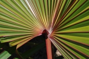 <strong>Arecaceae - Latania lontaroides - (Gaertn.) H.E.Moore</strong><br />© Sarrailh Jean-Michel / CIRAD